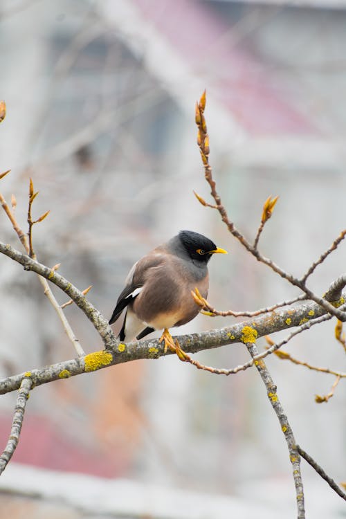 Kostnadsfri bild av djurfotografi, fågel, gren