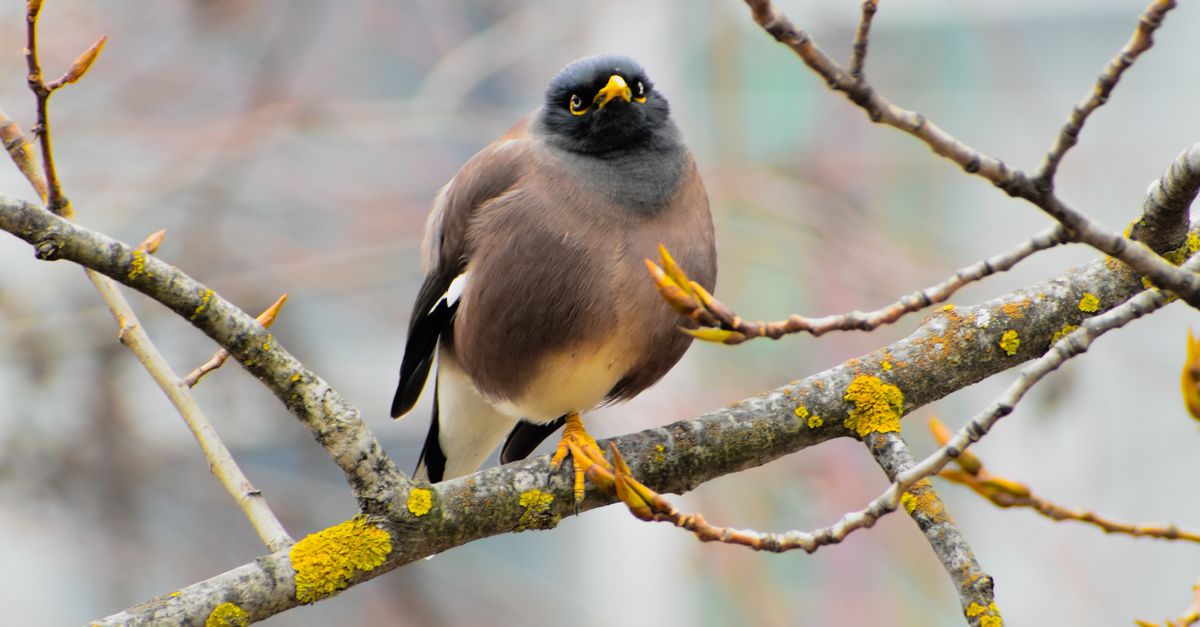 Myna Invasive Common Myna Perching on a Branch in the City · Free Stock Photo