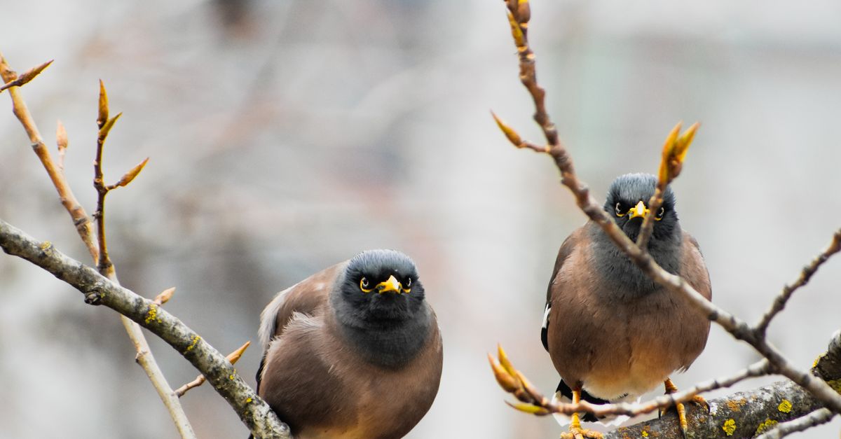 Two Myna Two Myna Birds Sitting on a Tree Branch · Free Stock Photo