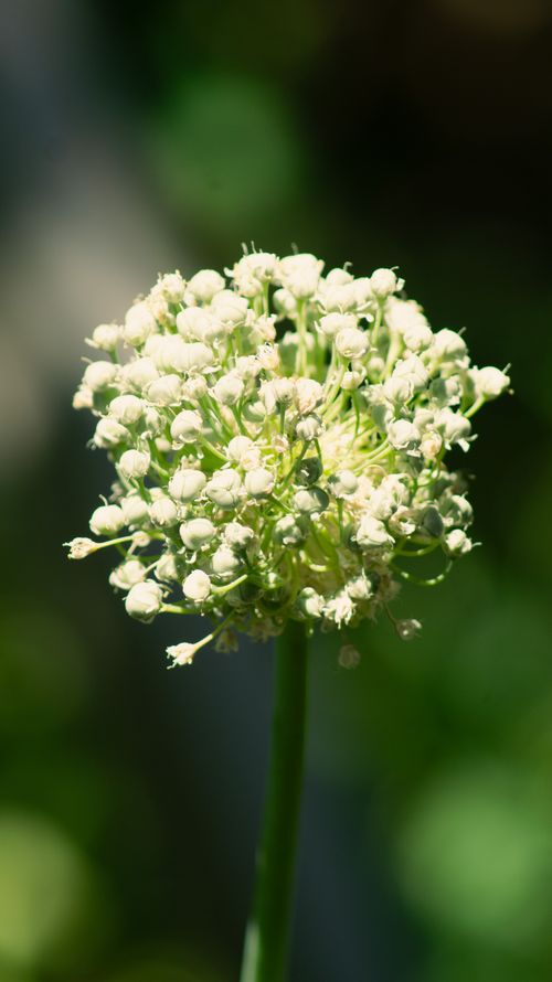 Free Detailed view of a white wildflower blooming outdoors in summer, showcasing natural beauty. Stock Photo