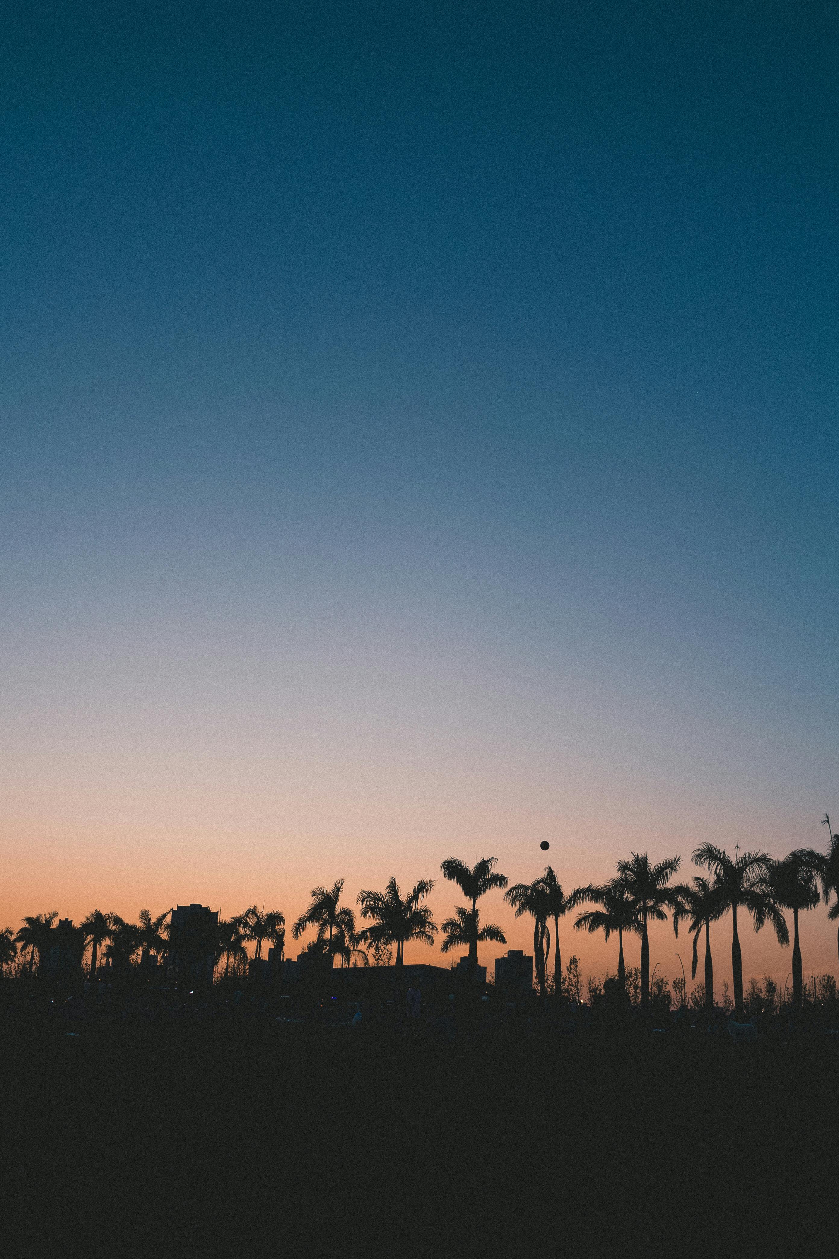 Silhouetted palm trees under a vibrant sunset sky, perfect for serene or tropical themes.