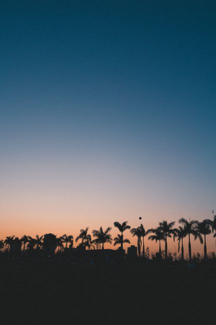 Silhouetted palm trees under a vibrant sunset sky, perfect for serene or tropical themes.