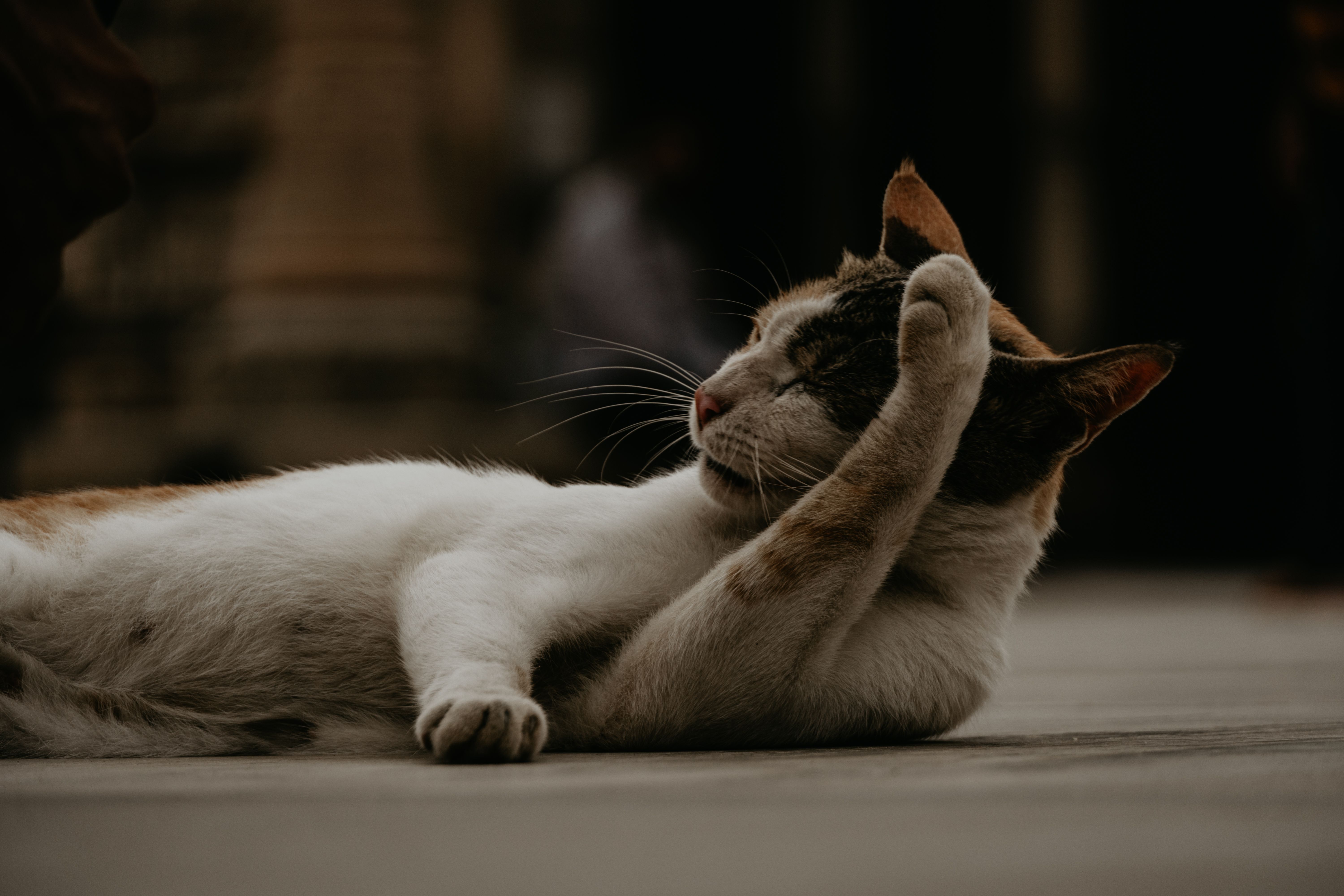 ear cleaning