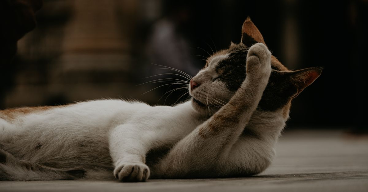 ear cleaning