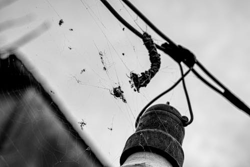 Darmowe zdjęcie z galerii z gniazdo, pająk, pająk netto