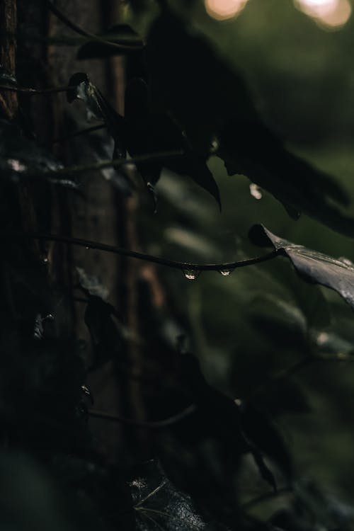 Rain Drops on Leaves