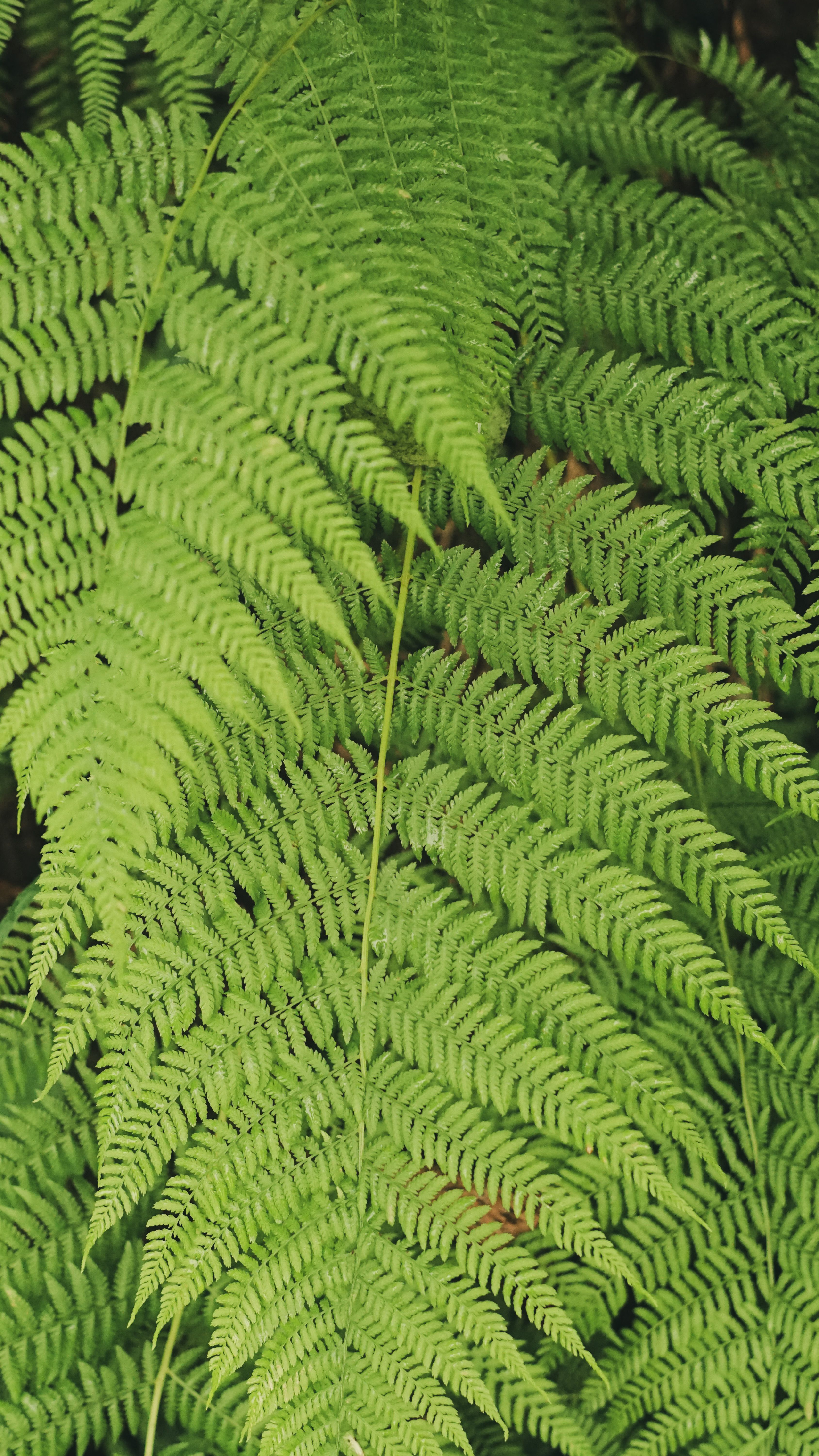 Brightgreen Photos, Download The BEST Free Brightgreen Stock Photos