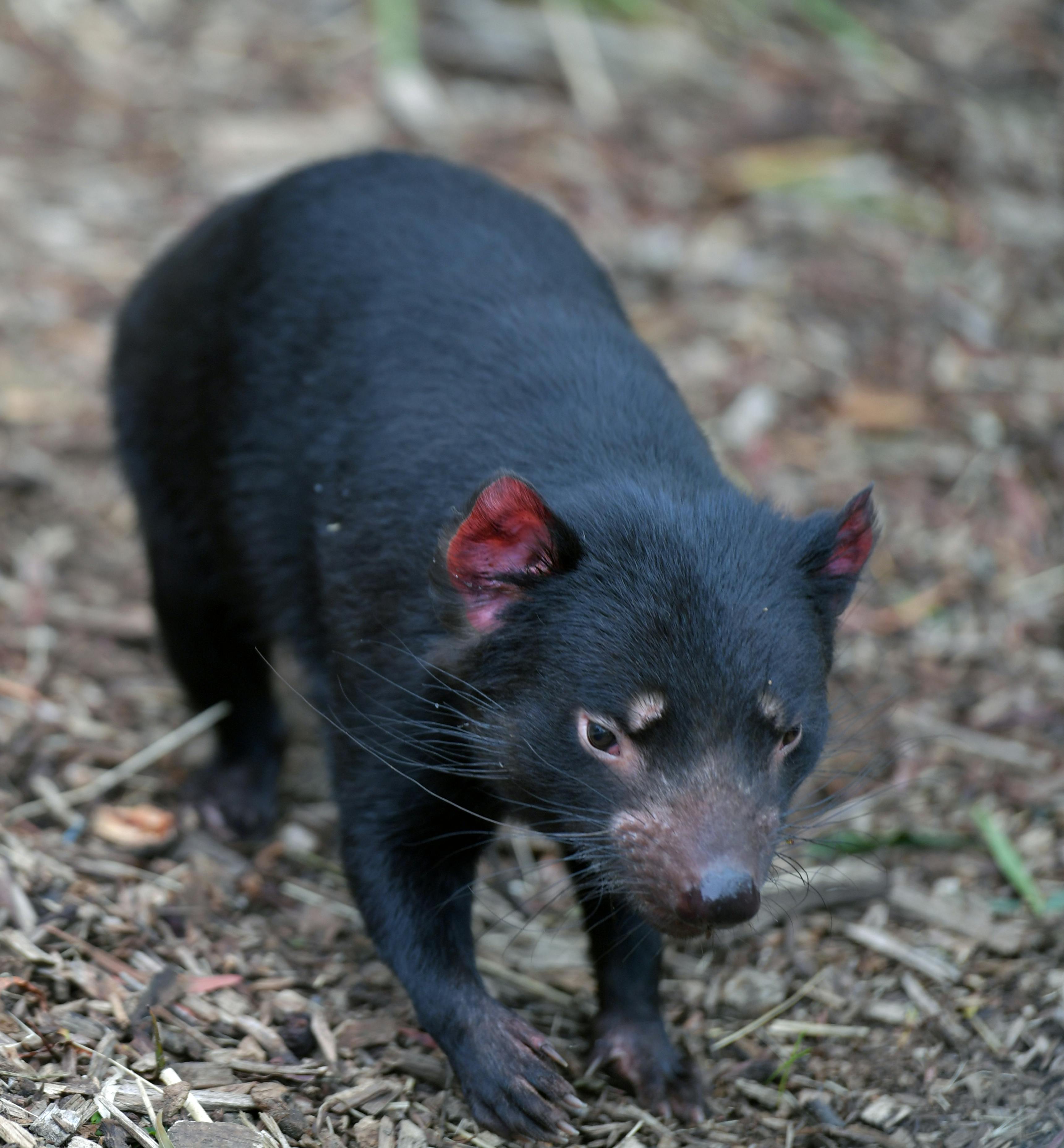 Download Tasmanian Devil Nature Cute Royalty-Free Stock Illustration Image  - Pixabay