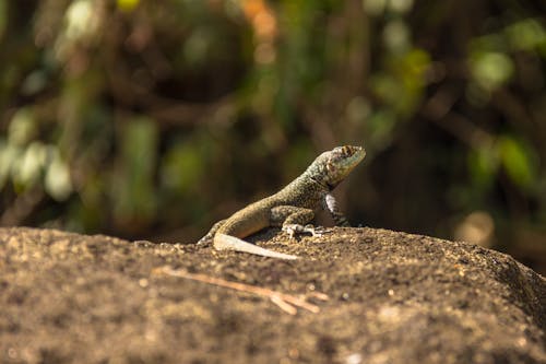 Gecko on a Stone