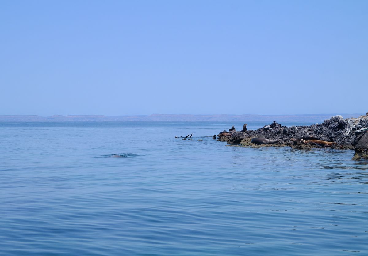 Tranquil ocean view with sea lions on rocky shore at La Paz, B.C.S., Mexico.