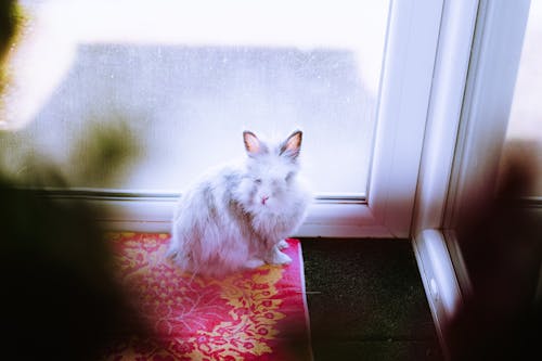 A Pet Bunny Sitting on a Rug 