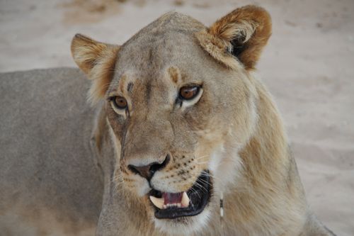 Free A detailed portrait of a lioness in a sandy desert setting, showcasing its wild beauty. Stock Photo