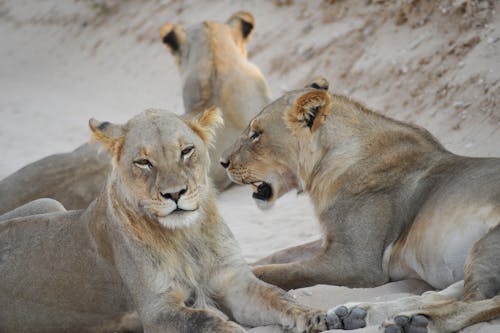 aslanlar, büyükbaş hayvan sürüsü, çöl içeren Ücretsiz stok fotoğraf
