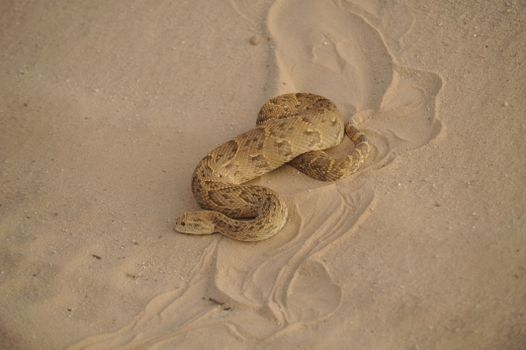 snake photo
