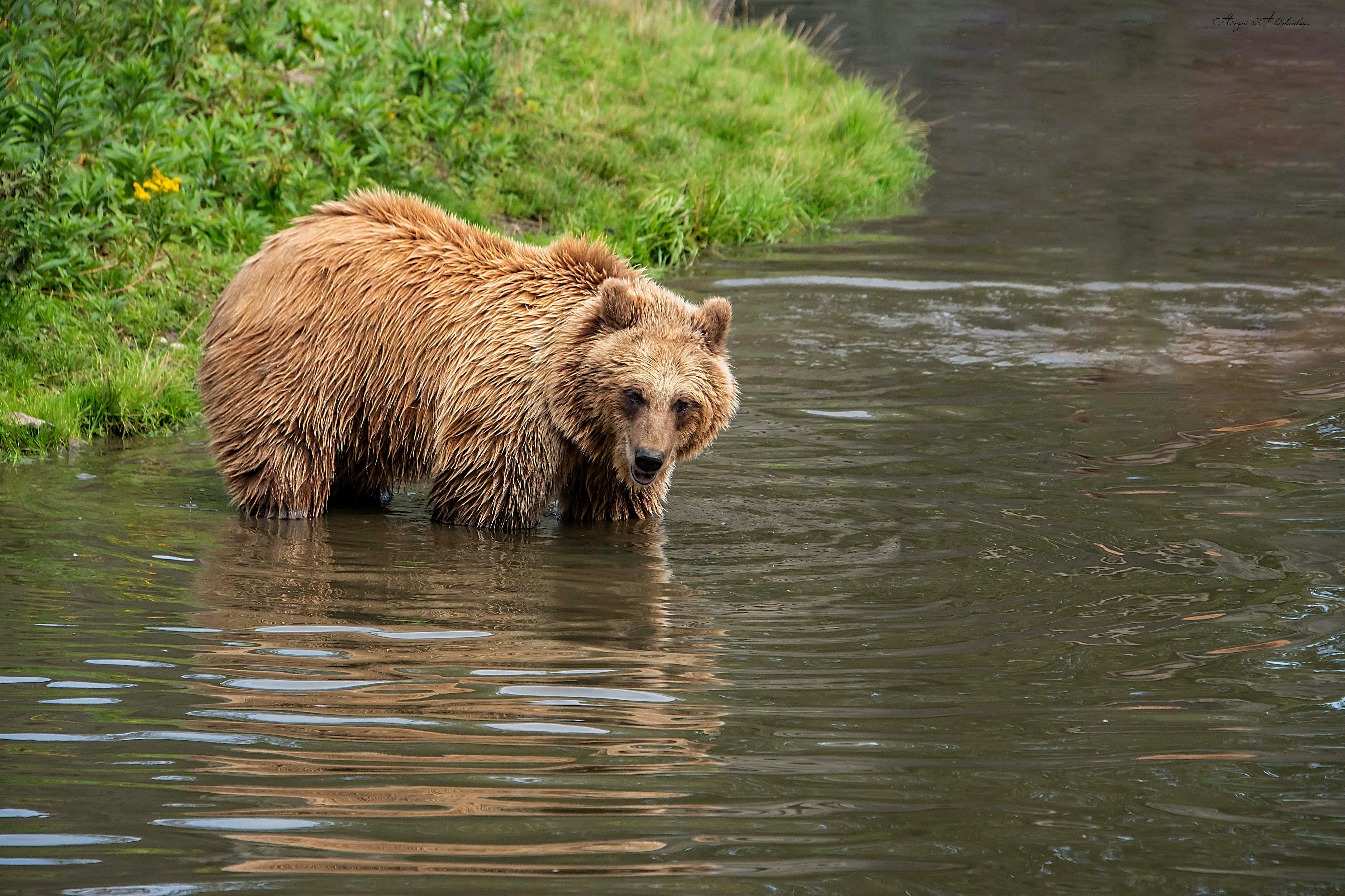 Free stock photo of animal, beer, germany