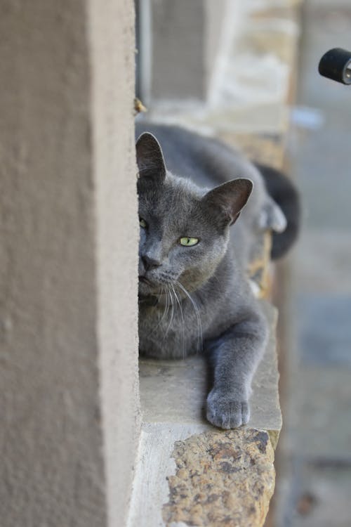 Grey Russian Cat Lying by the Street 