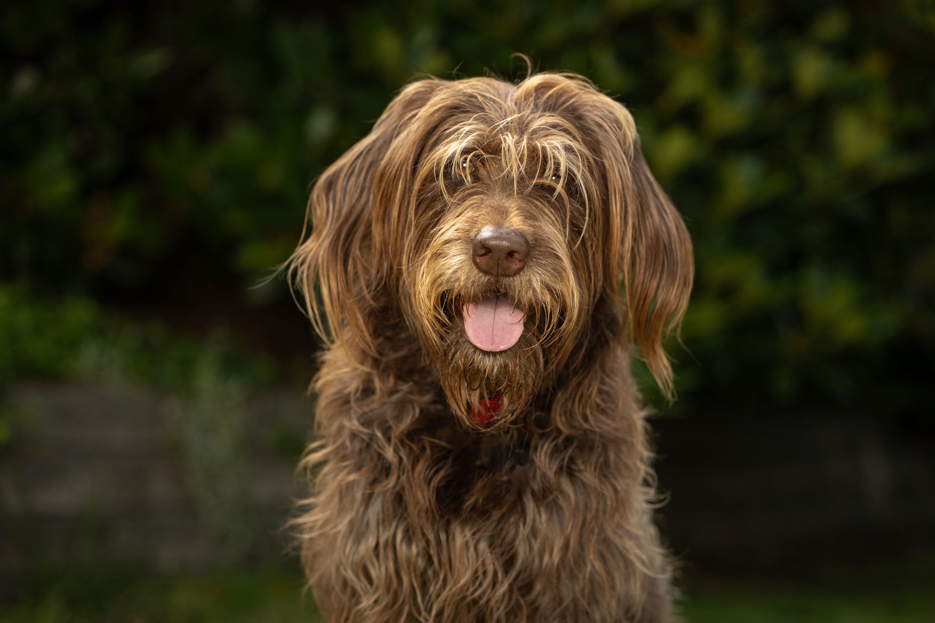 Veterinary care for a dog
