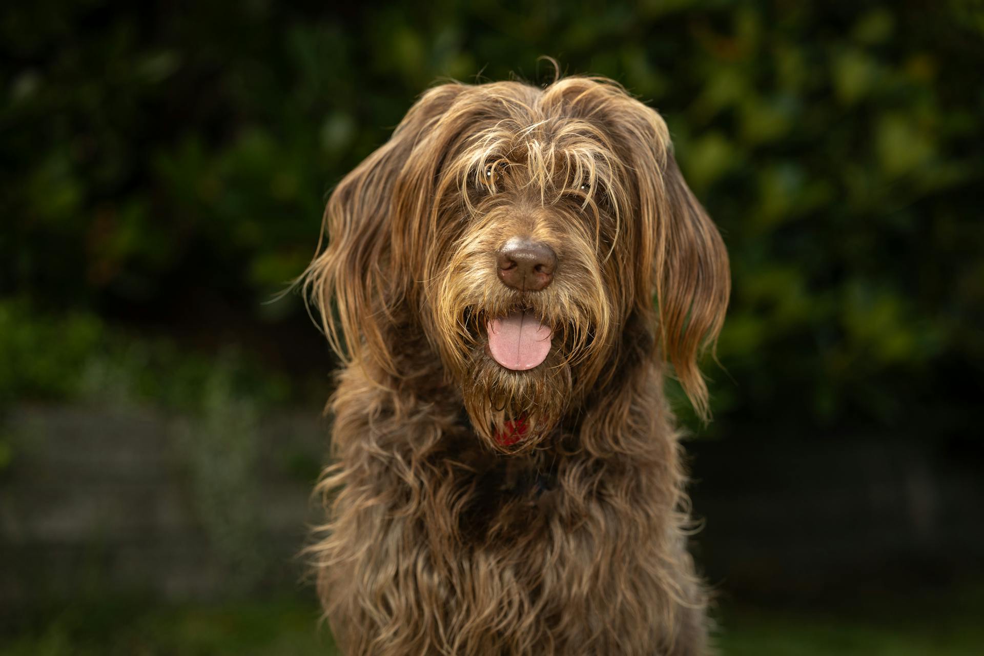 Labradoodle in de zomer