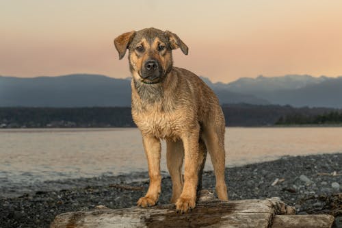 Dog with Wet Hair Standing on Driftwood on a Beach