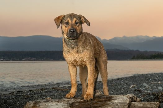vancouver waterfront dog