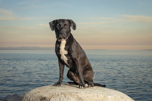 Dog on Rock against Sea at Dawn