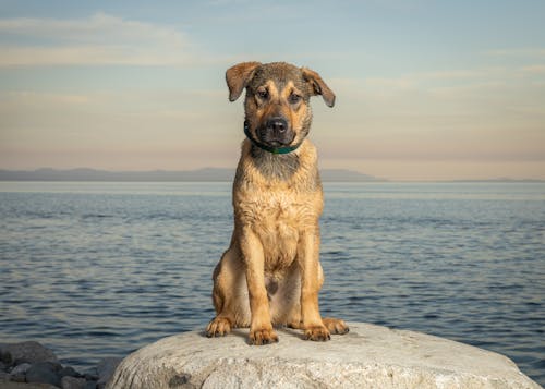 Dog Sitting on Stone by Sea
