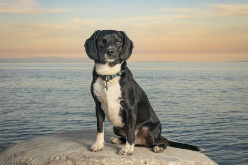Funny Bicolor Dog Sitting on a Stone at a Seashore
