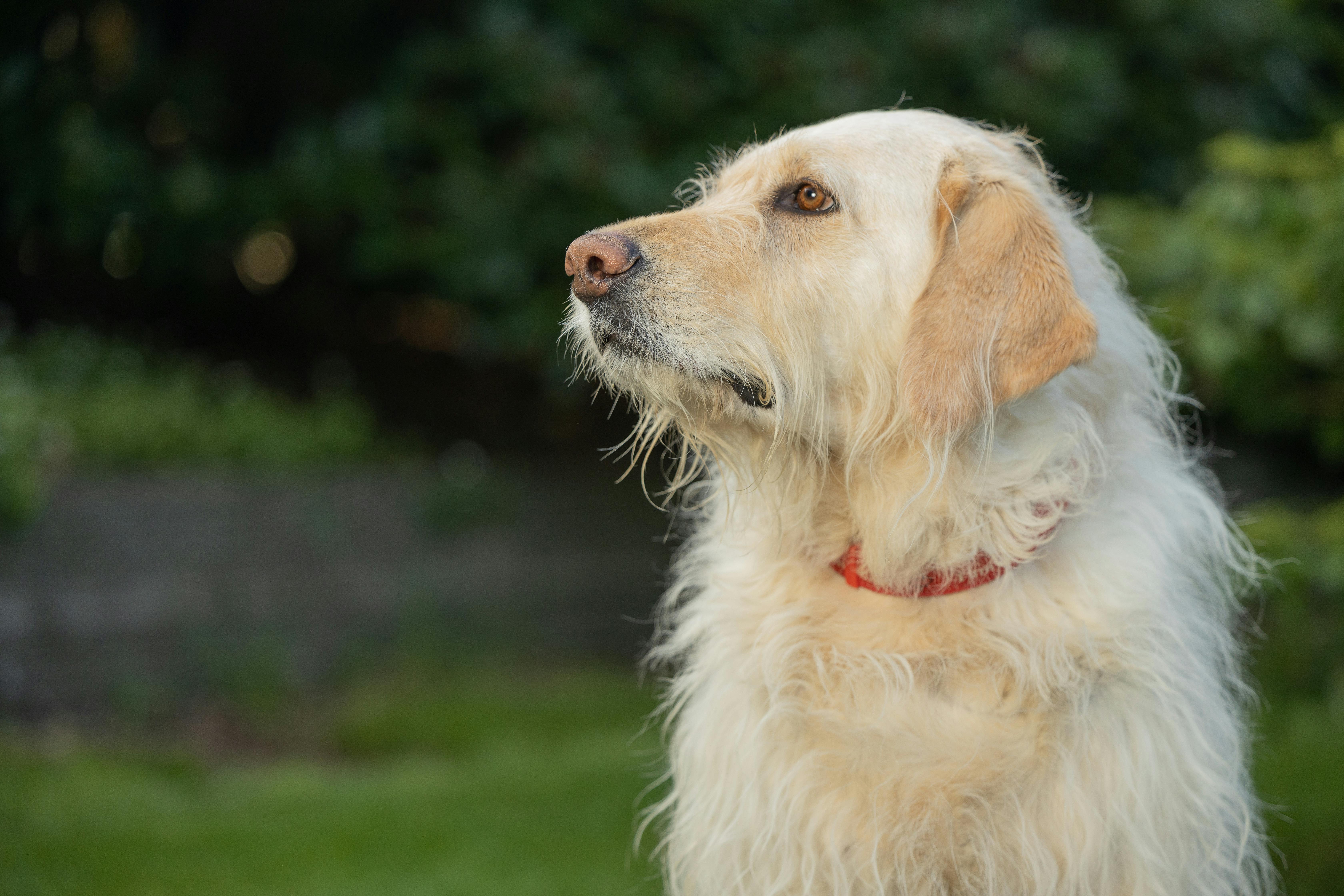 HILL'S PET NUTRITION INTRODUCES INNOVATION TO SUPPORT FELINE MOBILITY AND WEIGHT MANAGEMENT — Photo by Sharon  Snider on Pexe