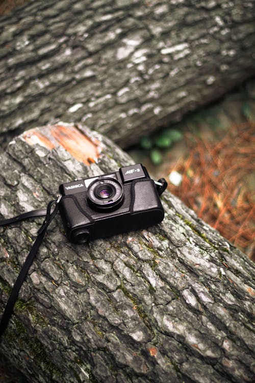 Vintage Camera on Tree Trunks