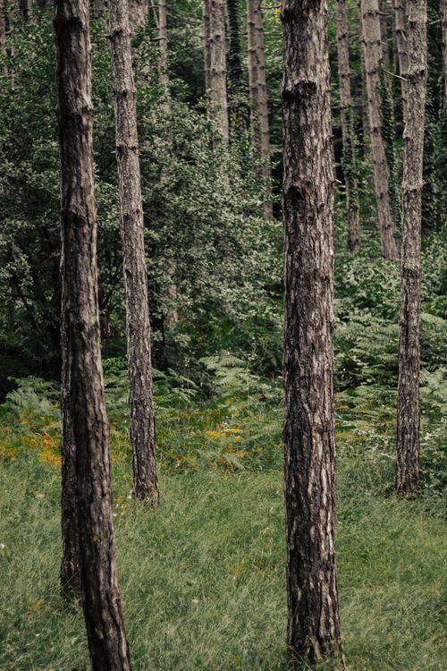 Free Explore the serene view of lush green woodland in Istanbul, Türkiye. Stock Photo