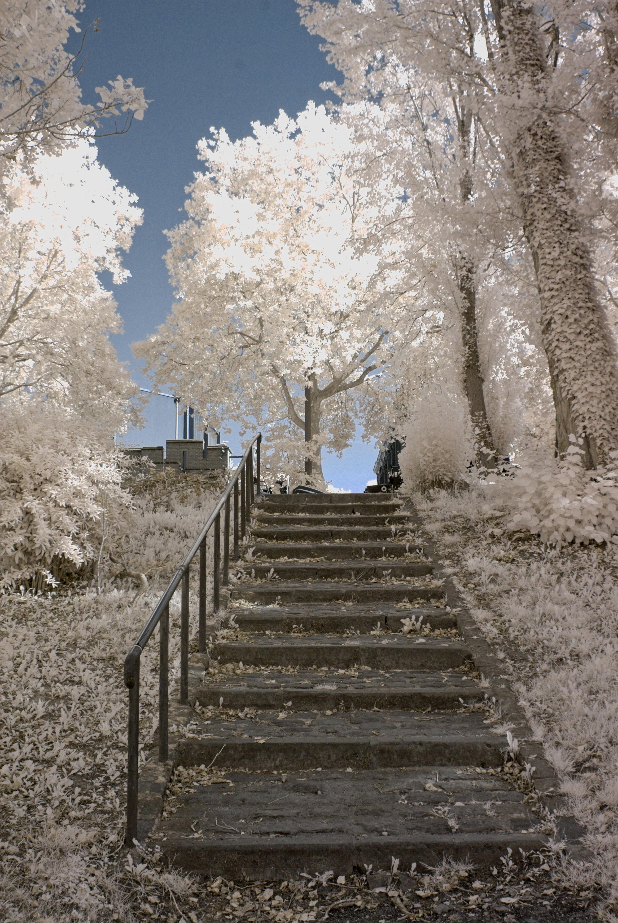 An enchanting infrared photograph captures an empty staircase framed by trees in an urban setting.