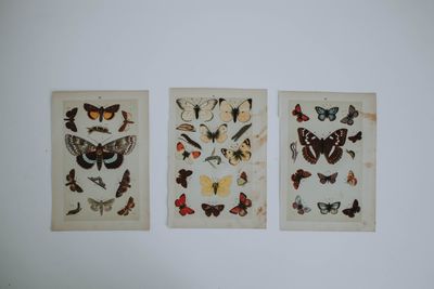 Three vintage butterfly specimen prints on a wall — photo by lil artsy on Pexels