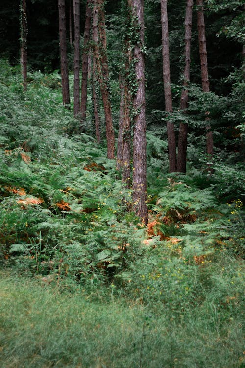 View of Trees and Shrubs in a Forest