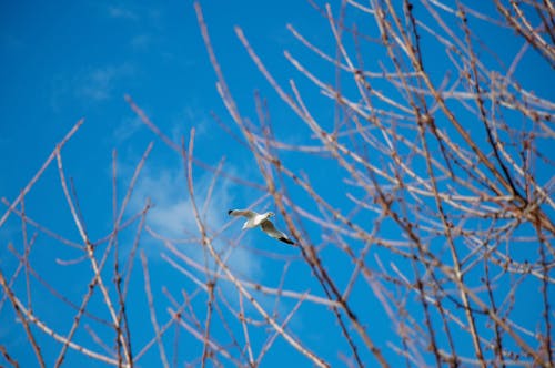 Kostenloses Stock Foto zu äste, baum, blattlos