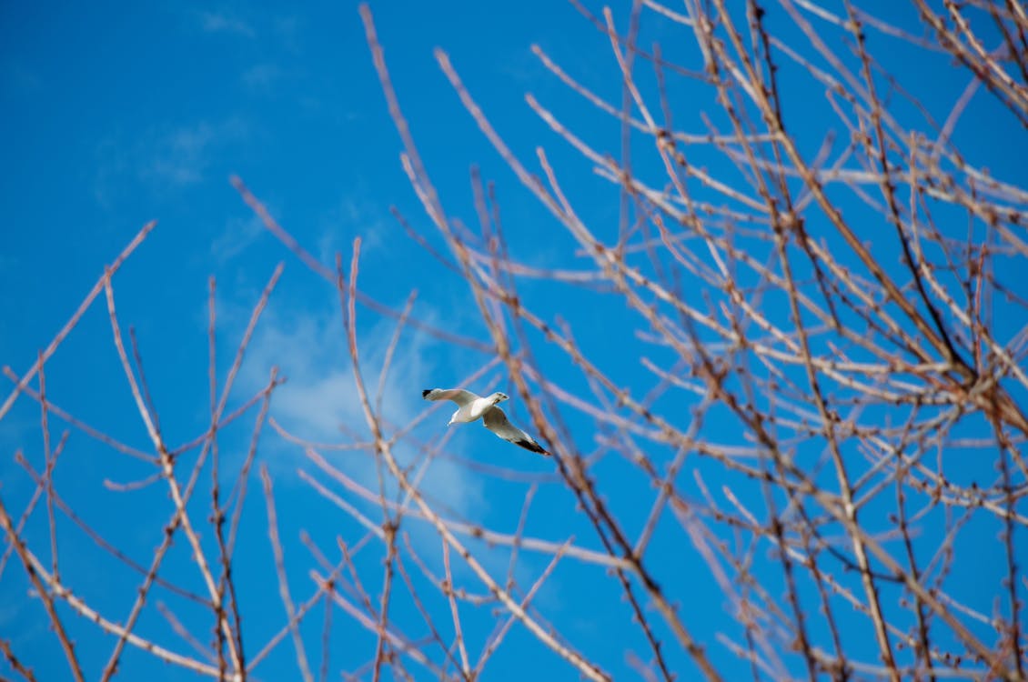 Foto stok gratis binatang, burung, cabang