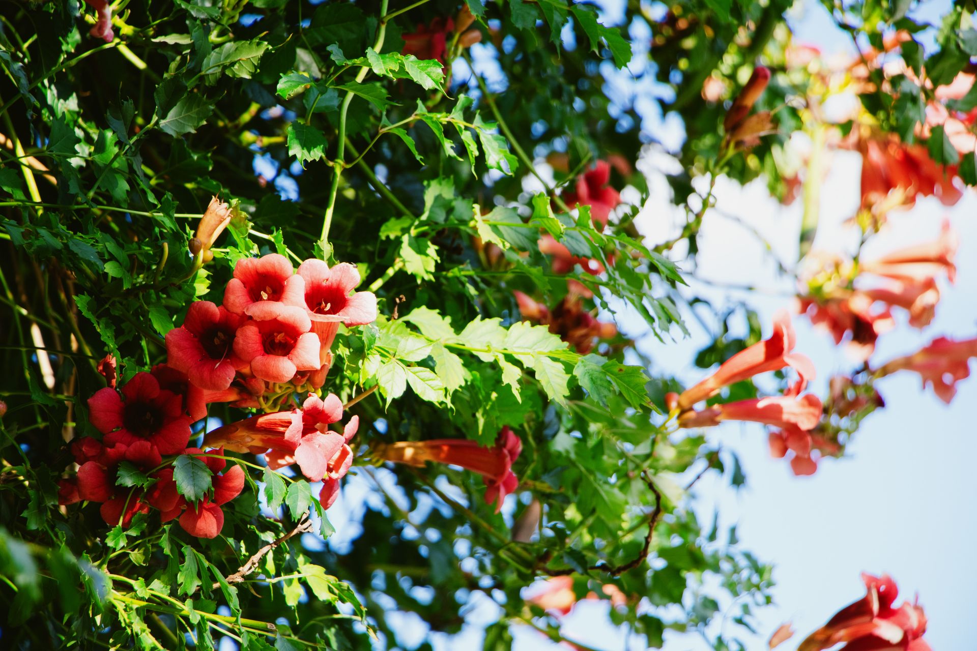 Close-up of bright red trumpet vine flowers blooming in a sunlit park in New York, USA.