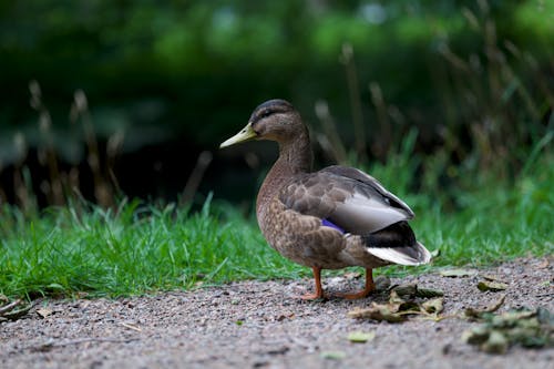 Duck on Ground