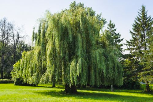 Free Lush weeping willow tree in a tranquil park setting, Bécancour, Canada. Stock Photo