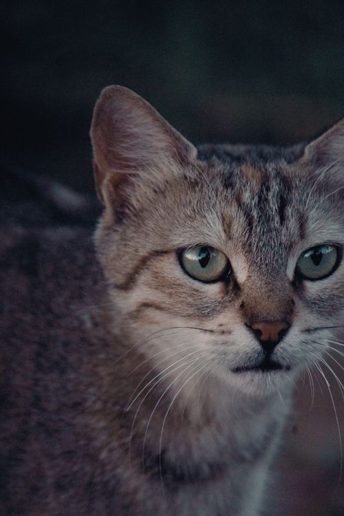 Free A detailed close-up of a tabby cat with striking eyes outdoors. Stock Photo