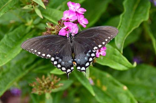 Close-up of a Butterfly on a Flower 