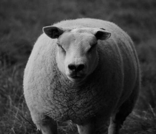 Black and White Photograph of a Sheep in Pasture