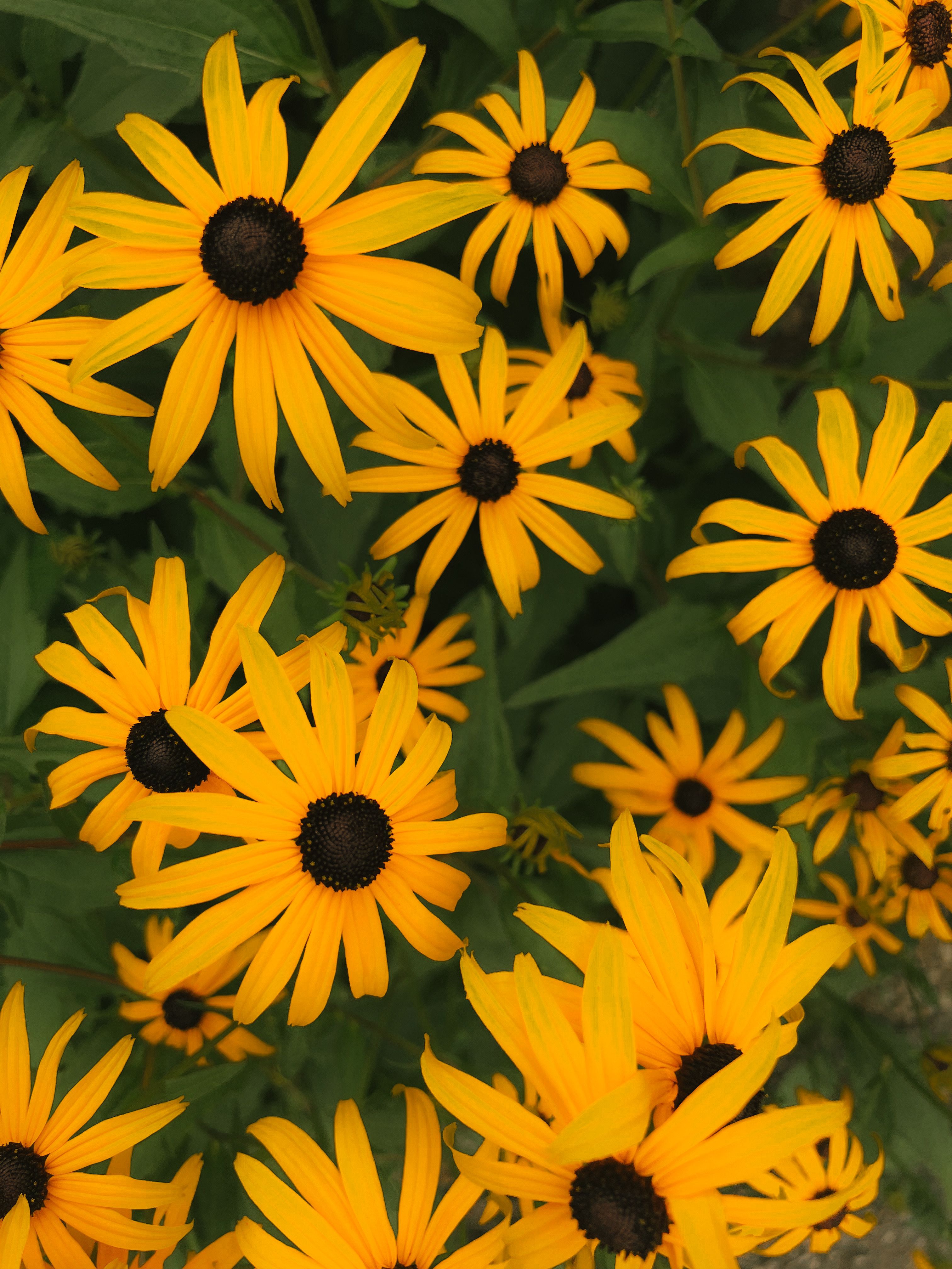 4k Wallpaper Flora Desktop Photos, Download The BEST Free 4k Wallpaper ...