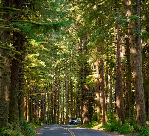Road among Trees in Forest