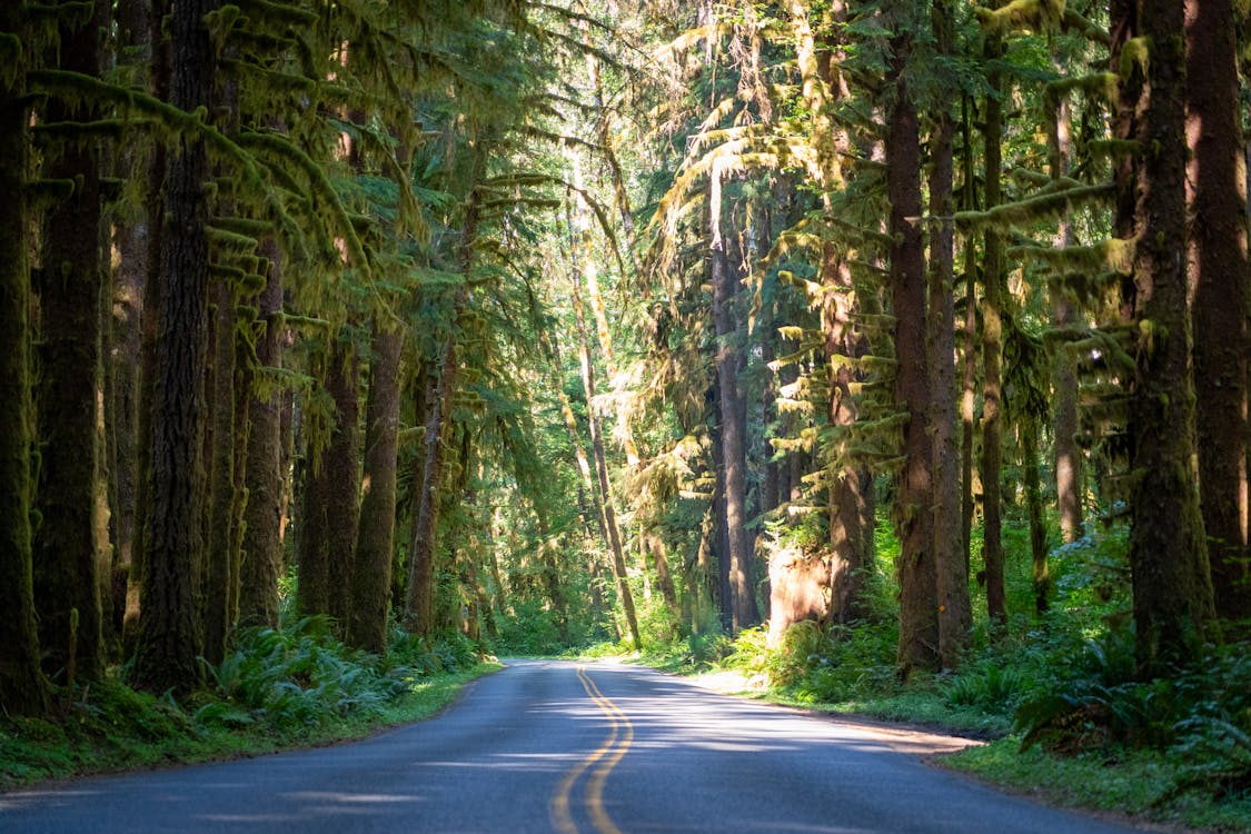 Free Hoh National Forest Stock Photo