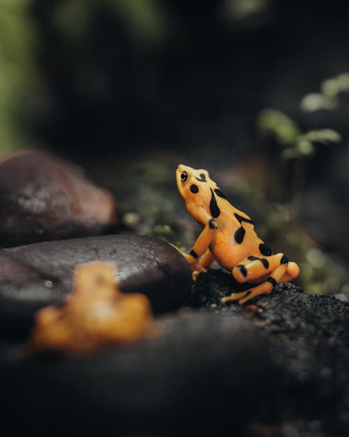 Photo of a Yellow Frog with Black Dots