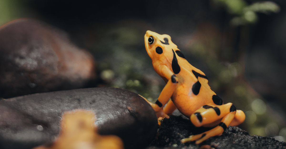 Los 12 animales más peligrosos que habitan las selvas panameñas Los 12 animales más peligrosos que habitan las selvas panameñas
