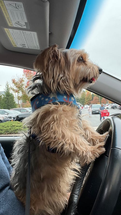 ドライブ, 犬の無料の写真素材