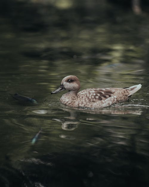 Photo of a Marbled Duck Reflecting in a Pond