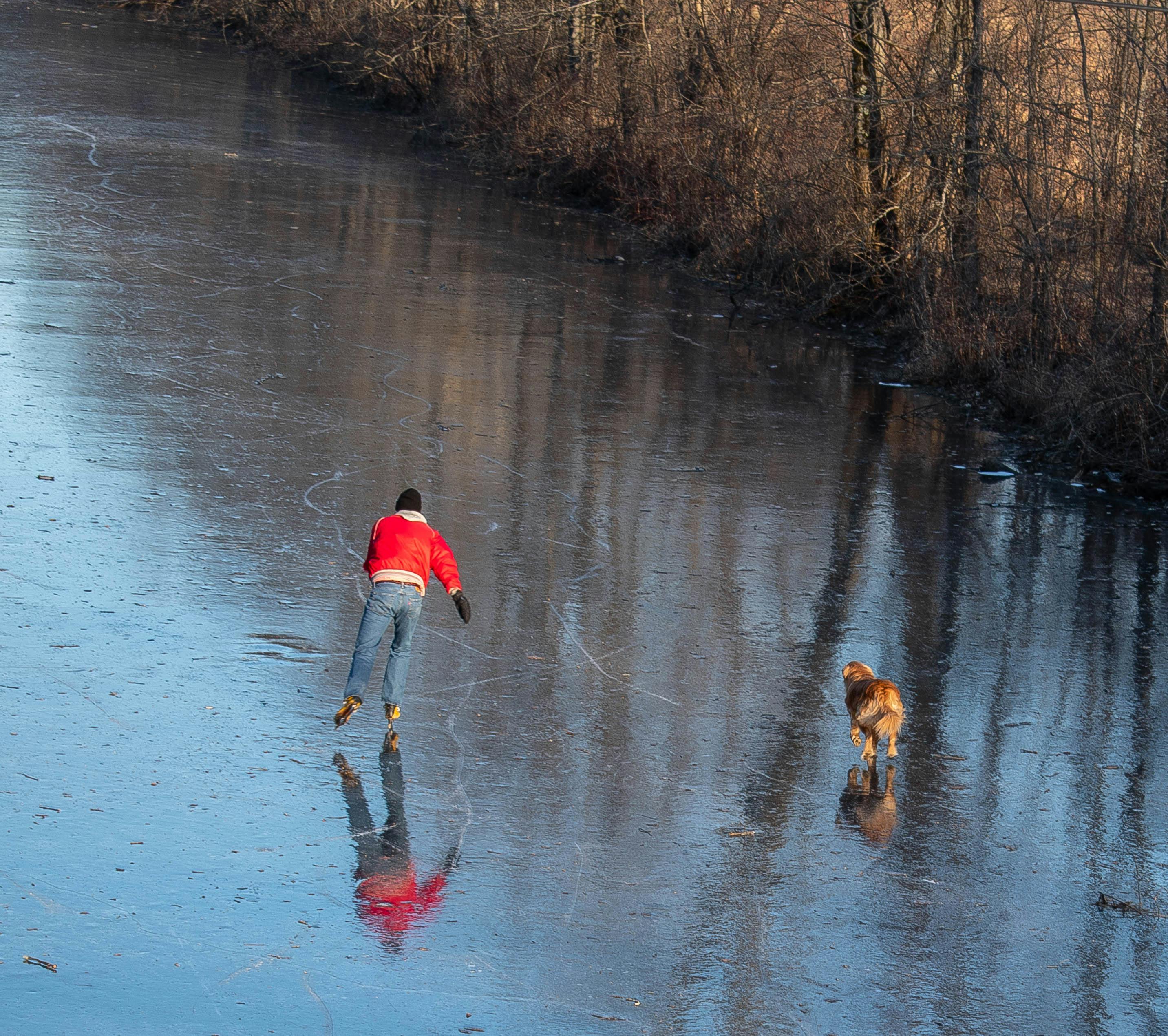 Free stock photo of ice skating pond river man dog golden retriever