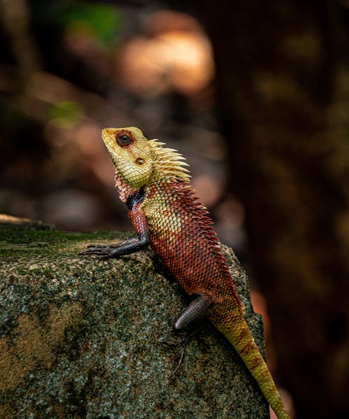 Foto profissional grátis de exótico, fechar-se, fotografia animal